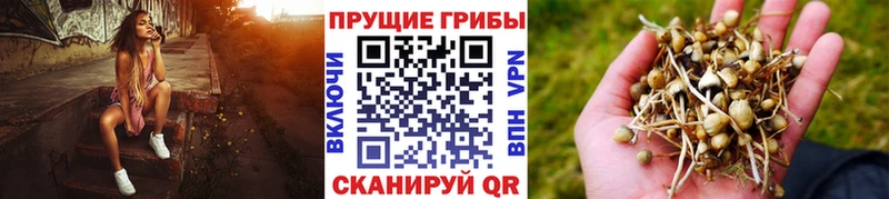 Купить где  Междуреченск  Псилоцибиновые грибы ЛСД 